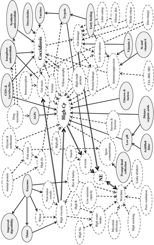 Figure 2. The intercurrent coccidiosis-NE syndrome: a network of potentially important pathophysiological, medicinal, nutritional and husbandry factors. Those with solid-line arrows and ellipses are beneficial in controlling disease, those with dashed-line arrows and ellipses impart high disease risk. Major high-risk relationships are shown by double-line arrows. AGP, antibiotic growth promoter; CIA, chick infectious anaemia; CEP, competitive exclusion product; Cp, Clostridium perfringens; IBD, infectious bursal disease; MD, Marek's disease; NE, necrotic enteritis.