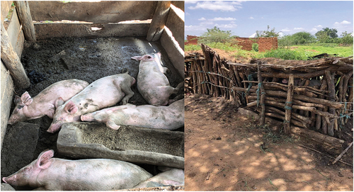 Figure 1. Appearance and hygiene status of piggeries observed from small-scale pig farmers.