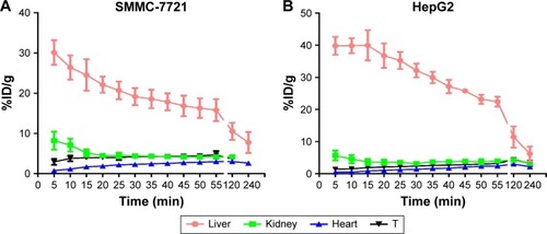Figure 6 Quantified time–activity curves of major organs in SMMC-7721 and HepG2 T-bearing mice.