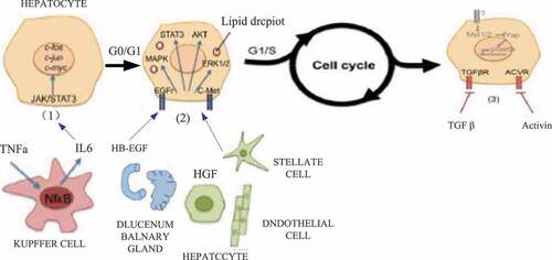 Figure 1. Hepatocyte regeneration process (Picture comes from Baidu Gallery)