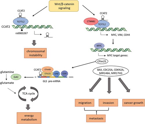 Figure 1. Regulatory network of CCAT2 in colorectal cancer (CRC). CCAT2-induced chromosomal instability in CRC. CCAT2 enhances the expression of MYC, VIM, and CD44 via direct interaction with TCF7L2 (transcription factor 7 like 2) of the Wnt/ß-catenin pathway. CCAT2 itself is regulated via a TCF7L2-dependent feedback pathway. MYC target genes subsequently induce cancer growth, migration, invasion, and metastasis. Another MYC target gene called CFIm25 is part of the CFIm complex, which is involved in splicing of pre-mRNAs. CFIm25 assists in the alternative splicing of glutaminase (GLS) into the C isoform (GAC), which has increased activity for the deamination of glutamine to glutamate. Glutamate replenishes the intermediates of the TCA cycle, boosting energy metabolism.
