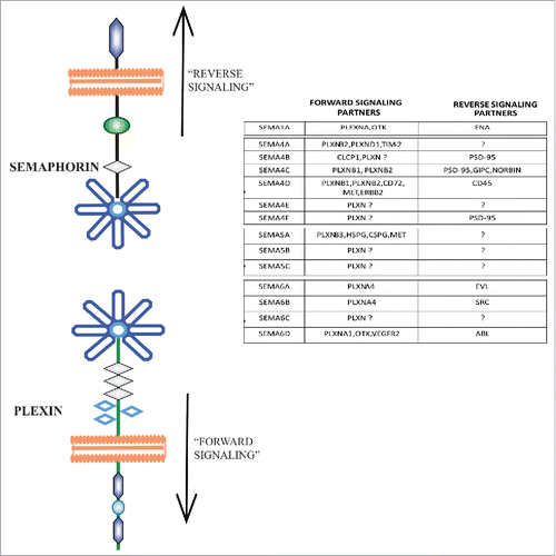 Figure 3. Forward and reverse signaling effectors of transmembrane semaphorins. The general paradigm of forward and reverse signaling of transmembrane semaphorins is depicted on the left. On the right, a table summarizes various effectors implicated in these distinctive signaling modes for different family members.