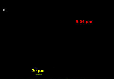 Figure 2. Phase-contrast micrograph of oil droplets in the culture medium (crude oil droplets in the water phase after incubation for 35 days – 40 magnification). Bar represents 20 μm. Reprinted with permission from Hua and Wang [Citation32].