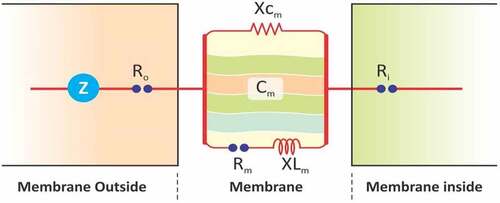 Figure 2. Simplified equivalent circuit of cells. Z = impedance, Cm = capacitance of membrane, Rm = resistance of membrane, XCm = capacitive reactance of membrane, XLm = inductive reactance of membrane, Ro = resistance outside membrane, and Ri = resistance inside membrane.