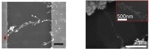 Figure 3. (a) SEM image (scalebar = 1 μm) of Ag|Ag-PEO|Ag junction showing Ag filament across the polymer thin film and a void in Ag anode (circled red). Reproduced with permission from Krishnan et al. [Citation53]. (b) SEM image of Ag|PVP|Ag junction showing Ag filament across the PVP layer. Inset shows a zoom-in of the filament. Reprinted with permission from Yang et al. [Citation56]. Copyright 2020 American Chemical Society