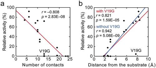 Figure 4. Correlation analysis. Correlation plots of relative activity of a mutant with (a) the number of contacts of each mutation site with substrate and other structural units in AppA, and (b) the distance from substrate to each mutation site. In both panels, a red continuous line shows the regression line, and the corresponding correlation coefficient, r, and the p-value are shown. In (b), a blue continuous line shows the regression line obtained using the data without V19G.