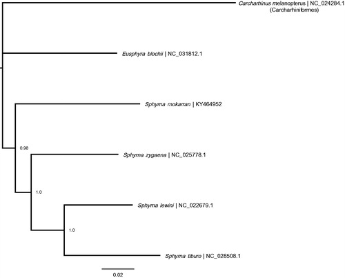 Figure 1. Bayesian tree depicting the five available Sphyrnidae mitogenomes with a Carcharhiniformes shark species (Carcharhinus melanopterus) as the outgroup. NCBI RefSeq numbers, branch lengths and posterior probability of the clades are shown.