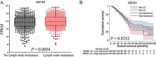 Figure 1 Expression of ABCB1 mRNA in breast cancer samples. (A) Correlation of ABCB1 expression with lymph-node metastasis of patients with breast cancer. (B) Overall survival of patients with high and low expression of ABCB1 mRNA. The patients with lower expression of ABCB1 tended to have better prognosis. ABCB1, ABC subfamily B, member 1; FPKM, fragments per kilobase of transcript per million mapped reads.