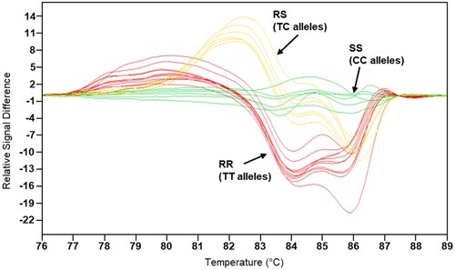 Figure 2. High-resolution melting (HRM) SNP genotyping analysis of the codon 106 mutation in the EPSPS gene conferring glyphosate resistance in Lolium perenne. This is a normalised and temperature-shifted difference plot using the SS genotype as the baseline.Note: HRM: high-resolution melting analysis; RS: individuals heterozygous for the glyphosate resistance (R) SNP (T allele) and the susceptible (S) SNP (C allele); SS: individuals (SP6 control) homozygous for the susceptible (S) SNP (C allele); RR: individuals homozygous for the susceptible (R) SNP (T allele).