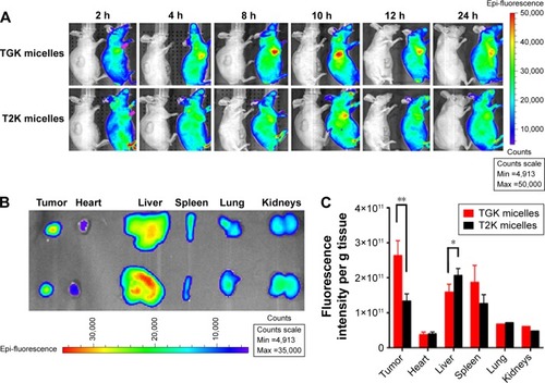 Figure 9 In vivo imaging studies for tumor targeting ability of MMP-2/9 sensitive micelles.Notes: (A) In vivo imaging of subcutaneous tumor-bearing nude mice after intravenous injection of DiR-labeled T2K micelles and TGK micelles at 2, 4, 8, 10, 12, and 24 hours postinjection, respectively. Tumor-bearing nude mice injected with saline (left of each group) were used as control. (B) Images of dissected organs of subcutaneous tumor-bearing nude mice executed at 24 hours after intravenous injection of DiR-labeled T2K micelles and TGK micelles. (C) Fluorescence intensity normalized with weights of DiR-labeled T2K micelles and TGK micelles in various organs. Values are expressed as mean ± SD (n=3); *P<0.05; **P<0.01.Abbreviations: DiR, 1,1′-dioctadecyl-3,3,3′,3′-tetramethylindotricarbocyanine; DiR T2K micelles, DiR-labeled micelles composed of TPGS/T2K (n:n =40:60); DiR TGK micelles, DiR-labeled micelles composed of TPGS/TGK (n:n =40:60); SD, standard deviation; TPGS, d-α-tocopheryl polyethylene glycol 1000 succinate.