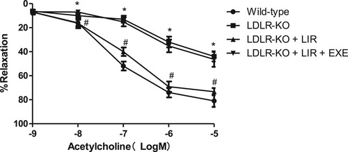Figure 1. Effects of liraglutide on the acetylcholine-induced relaxation of the aorta from LDLR-KO mice and the role of exendin-9. After 1 h of incubation, the aortic rings were precontracted with norepinephrine (10−5 M), and then the rings were exposed to a cumulative concentration of acetylcholine (10−9–10−5 M) to test the endothelial-dependent vasodilation. LIR indicates liraglutide. EXE indicates exendin-9. Results are mean ± SE, n = 4 in each group, *P < 0.05 compared to wild-type at the same concentration, #P < 0.05 compared to LDLR-KO at the same concentration.
