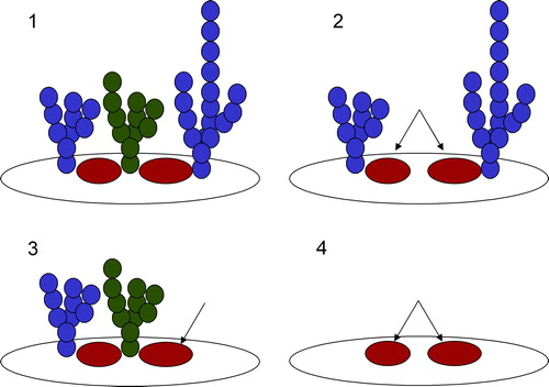 Figure 3  The domain specific model for mammalian gamete binding. In the majority of cases, there is access to the key carbohydrate ligand recognized by the EBP (shaded green). Other glycans (shaded blue) that are not ligands for the EBP are nearby, and may also partially obscure regions that can mediate binding via protein-protein interactions (shaded red). In scenario 1, all glycans are in place, and binding is mediated primarily by protein-carbohydrate interactions. In scenario 2, the carbohydrate ligand recognized by the EBP is absent enabling more access to the sites for protein-protein interactions (arrows). Carbohydrate dependent binding is minimal. In scenario 3, one of the other nonbinding glycans is absent, providing more access for protein-protein interactions in addition to the protein-carbohydrate interaction (arrow). In scenario 4, all the glycans are absent. This situation is completely unnatural in mammals. However, if the protein is correctly folded, then the sites for protein-protein interactions now become both accessible and functional, enabling binding to occur in the complete absence of any carbohydrate sequences.