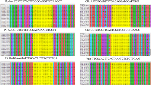 Figure 2. Alignment of 100PVY-sequences to find-out the conserved region through MUSCLES alignment. gRNAs were designed on the conserved regions highlighted as yellow color of the HC-Pro, P1, P3, Cl1, Cl2 and VPggenes of PVY.