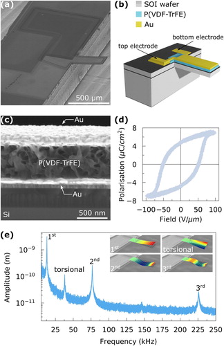 Figure 2. Ferroelectric polymer microcantilever. (a) SEM image showing a ferroelectric polymer microcantilever investigated in this work. (b) Schematic illustration of the multimorph structure of the microcantilever. The cantilever has a length of 400 µm, a width of 200 µm and a total thickness of around 3 µm. Details about the fabrication steps are presented in the supplementary material. (c) SEM image showing the multimorph structure of the microcantilever, proving that the polymer film has a thickness of 500 nm. (d) Bistable polarisation-field hysteresis loops of the P(VDF-TrFE) thin film incorporated on the silicon microcantilever confirming the ferroelectric state of the polymer. (e) Frequency spectrum of the ferroelectric polymer microcantilever when applying an excitation field of 1 V/µm. A large variety of flexural modes is excited in the cantilever as shown in the inset.