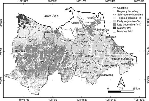 Figure 12. Variation of rice growth stages as derives from Sentinel-1A in Indramayu Regency in June 2019