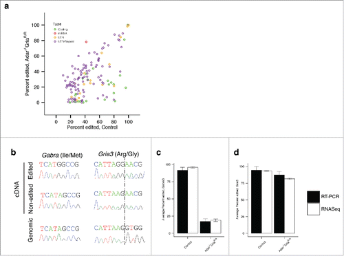 Figure 2. ADAR2 influences editing of a subset of coding RNAs. (a) Adenosine to Inosine editing. Average percent edited in Control (Adar2+/+Gria2R/R) mouse frontal cortex (n = 6) on the x-axis and average percent editing in the Adar2−/−Gria2R/R mouse frontal cortex (n = 6) on the y-axis. Colors indicate the type of edit sites; green are coding edits; red are miRNA; yellow are UTR and purple are repeat sequences. (b) Technical validation of RNA editing. Two sites in the genes Gria3 and Gabra3 were chosen for validation. We sequenced both cDNA and genomic DNA clones for each site. For each site, an example of edited and non-edited cDNA clones are shown in the top 2 chromatograms and the genomic sequence is shown in the bottom chromatogram. (c,d) Counts of edited and non-edited cDNA clones for Gria3 (c) and Gabra3 (d) (filled bars) showed similar averages to those found in RNA-Seq data (open bars). Error bars indicate SEM.