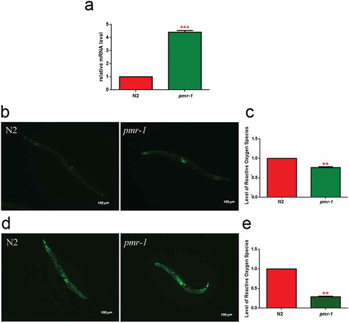 Figure 6. Analysis of oxidative stress in SOD-3::GFP strain and ROS evaluation.(a) Expression of sod-3 mRNA in N2 and pmr-1 worms. (b) Fluorescence microscopy of SOD-3::GFP worm strain. Scale bar = 100μm. (c) Measurement of ROS levels in N2 worms and pmr-1 mutants. (d) Fluorescence microscopy of SOD-3::GFP worm strain after 48 h of infection with S. aureus. Scale bar = 100μm. (e) Measurement of ROS levels in N2 and pmr-1 worms after 48 h of RNAi. Statistical analysis was evaluated by one-way ANOVA with the Bonferroni posttest; asterisks indicate significant differences (**p < 0.01; ***p < 0.01). Bars represent the mean of three independent experiments.
