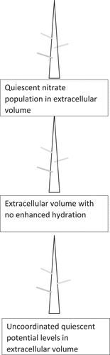 Figure 9d. Conditions in the extracellular volume when the atmospheric charge surrounding plant is charge neutral or positive polarity.