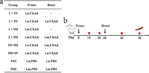 Figure 1. Overall scheme of the group design, immunization, and immunological characterization of female BALB/c mice. (a) Mice in 8 groups were immunized with ChAdTS-S via different immunization protocols. ChAd, Recombinant chimpanzee adenovirus vaccine ChAdTS-S; i.n., intranasal vaccination; i.m., intramuscular vaccination; (b) immunization and immunological characterization scheme. Dashes indicate no booster vaccination; indicates vaccination; indicates bleeding; indicates spleen lymphocyte isolation.