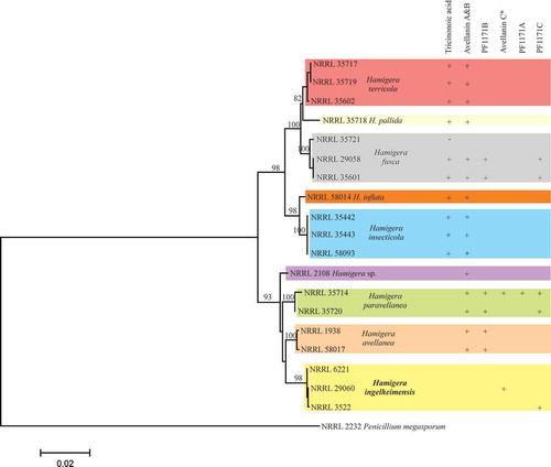Figure 6. Phylogenetic tree showing the relations of Hamigera species.