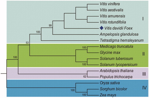 Figure 1. Phylogenetic tree of 16 complete chloroplast genome sequences shows the 4 distinct clusters. GenBank accession numbers: Vitis vinifera (NC_007957), Vitis davidii (MG251741, in this study), Vitis amurensis (KX499471), Vitis aestivalis (KT997470), Vitis rotundifolia (KF976463), Ampelopsis glandulosa (KT831767), Tetrastigma hemsleyanum (KT033563), Sorghum bicolor (NC_008602), Zea mays (NC_001666), Oryza sativa (NC_001320), Medicago truncatula (NC_003119), Glycine max (NC_007942), Solanum tuberosum (NC_008096), Solanum lycopersicum (NC_007898), Arabidopsis thaliana (NC_000932), and Populus trichocarpa (NC_009143).