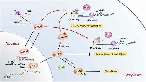 Figure 3. ZCCHC21 and ZCCHC22 regulate translation initiation of eukaryotic mRNAs with a 5′-end m7G cap and a 3′-end poly(A)tail. The cap structure is recognized and combined by a group of eukaryotic initiation factors, eIF4E, eIF4G, eIF4A and eIF4B. Then the initiation complex recruits the 43S pre-initiation complex (PIC) to bind the m7G cap structure to activate cap-dependent translation. ZCCHC22 positively regulates whereas ZCCHC21 plays a dual role in this manner. If the mRNAs contain IRES motifs in the 5ʹ-end, m7G cap is no longer necessary. The phosphorylated ZCCHC21 at serine 309 stimulated by cell stress can stabilize eIF4A with IRES-containing mRNAs and initiate IRES-dependent translation. ZCCHC22 also promote this way in an unknown way. In addition, ZCCHC21 associates with Ago2 in myoblast cells to suppress mRNA translation. ZCCHC22 resolves G4 structure in 5ʹ-UTR RNA to implement its translational up-regulation