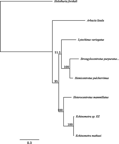Figure 1: The maximum likelihood (ML) tree generated using Geneious v11.1.4 with six Echinoidea species: Strongylocentrotus purpuratus (accession number: X12631.1), Lytechinus variegatus (NC_037785.1), Heterocentrotus mammillatus (NC_034768.1), Hemicentrotus pulcherrimus (NC_023771.1), Echinometra mathaei (NC_034767.1), Arbacia lixula (NC_001770.1), and one Holothuroidea as an outgroup: Holothuria forskali (FN562582.1). The ML tree was generated with an alignment of the whole mitogenome sequences of all species, using the GTR + G model. The numbers above the branches specify bootstrap percentages (1000 replicates).