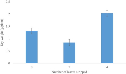 Figure 5. Effect of leaf-stripping intensity of sorghum on dry weight of A. hybridus.