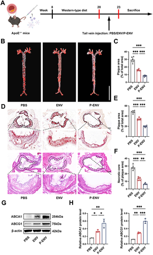 Figure 5 In vivo anti-atherosclerotic efficacy of P-ENVs. (A) Schematic diagram of the 4-week treatment of P-ENVs in ApoE−/− mice. (B) Representative images of en face ORO-stained aortas after treatment with PBS, ENVs, or P-ENVs in vivo. Scale bar = 10 mm. n = 6. (C) Quantification of plaque area in aortas. (D) Representative ORO and H&E images of aortic roots and quantitative analysis on (E) plaque area and (F) necrotic core after treatment with PBS, ENVs, or P-ENVs. Scale bar = 200 um. n = 5 or 6. (G) Western blot analysis and (H) quantification of ABCA1 and ABCG1 after 4-week treatment with PBS, ENVs, or P-ENVs in vivo. n = 3. All data are presented as mean ± SD (*P < 0.05, **P < 0.01, ***P < 0.001).