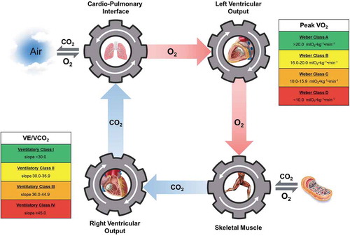 Figure 1. Gear and circuit mechanism illustrating unique roles of the right and left ventricle in the response to exercise.Legend: O2, oxygen; VE/VCO2, minute ventilation/carbon dioxide production; VO2, oxygen consumption.