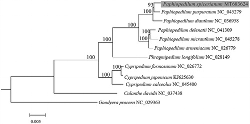 Figure 1. Phylogenetic position of Paphiopedilum spicerianum (gray box) inferred by the maximum-likelihood (ML) analysis based on 65 protein-coding genes from chloroplast genome using 1000 bootstrap replicates. The number at each node indicates bootstrap value and the scale is substitution per site.