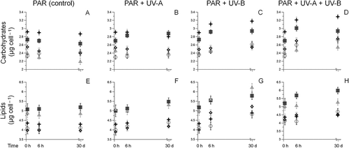 Fig. 1. Temporal variations in carbohydrate (A‒D) and lipid (E–H) concentrations for Achnanthes exigua (▀), Amphora exigua (▴), Cocconeis peltoides (◯), Diploneis littoralis () and Navicula digitoradiata (◊) at PAR, PAR + UV-A, PAR + UV-B and PAR + UV-A + UV-B, through initial, short- (6 h) and long-term experiments (30 days).