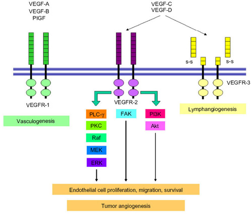 Figure 1 VEGF pathway.