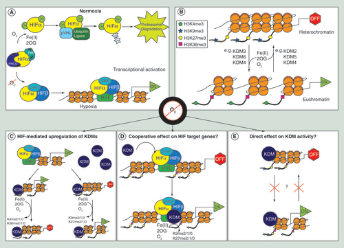 Figure 2.  Transcriptional regulation by Fe(II)/2OG oxygenases. (A) The HIF-mediated hypoxic response. Under normal oxygen conditions, PHD enzymes (PHD2 is shown) and FIH hydroxylate the HIFα subunit, enabling binding of pVHL and ubiquitination by ubiquitin ligase, targeting HIFα for proteasomal degradation. In hypoxia, HIFα is not hydroxylated and translocates into the nucleus where it binds to the HIFβ subunit and the p300 coactivator. The HIF-p300 complex then binds to HREs at gene promoter regions, activating transcription [Citation9]. (B) Epigenetic regulation by histone demethylases. KDMs remove methylation marks on histone tails. Changes in the methylation states of histones (and in combination with other histone modifications) can lead to either heterochromatin or euchromatin formation [Citation12]. (C) Upregulation of the KDMs in hypoxia is proposed to increase demethylation of methylated lysine residues, altering gene expression [Citation13]. (D) The potential for a co-operative effect between HIF and KDMs has been suggested. It is proposed that HIF recruits the KDMs to the gene locus, enabling removal of repressive marks and activation of gene expression [Citation14,Citation15]. (E) Direct oxygen-dependent changes in KDM activity and gene regulation [Citation16]. HIF-independent induction of KDMs is also possible. In all cases (C–E), changing oxygen concentrations may have the potential to affect KDM activity, thus having a direct impact on transcriptional regulation.HRE: Hypoxia response element.