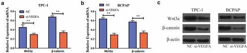 Figure 7. VEGFA could activate the Wnt/β-catenin signal pathway. a. Down-regulation of VEGFA expression in TPC-1 cells inhibits the mRNA expression of Wnt/β-catenin signal pathway-related genes; b. In BCPAP cells, when VEGFA expression is downregulated, the mRNA expression of Wnt/β-catenin signal pathway-related genes is inhibited; c. Western blot shows that when reducing VEGFA expression in BCPAP as well as TPC-1 cells, the protein levels of Wnt/β-catenin signal pathway-related genes decrease. (** P < 0.01)