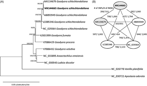Figure 1. (A) A maximum-likelihood tree using chloroplast genomes of G. schlechtendaliana from Korea (MK144665 in this study and MK134679) and previously published related taxa: G. schlechtendaliana from China (AB892949, LC085346, and NC_029364), G. fumata (KJ501999), G. procera (KT886429), G. velutina (KT886432), Ludisia discolour (NC_030540), Anoectochilus emeiensis (NC_033895), and two outgroup species, Vanila planifolia (NC_026778) and Apostasia odorata (NC_030722). Bootstrap values using the neighbor-joining and maximum-likelihood methods are indicated above the branch. (B) Pairwise comparisons of five chloroplast genomes of G. schlechtendaliana. Numbers of single nucleotide polymorphisms (SNPs) and insertions and deletions (INDELs) between each pair are indicate on the branch. Filled eclipses indicate G. schlechtendaliana originated from Korea and opened eclipses mean G. schlechtendaliana originated from China.