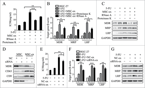 Figure 6. MSC-exosomes induce chemoresistance in gastric cells mainly though proteins. (A) MTT assay for IC50 of HGC-27 cells in response to 5-FU. MSC-exosomes were pre-incubated with nucleic acid-hydrolyzing enzyme (RNase A) and proteolytic enzyme (Proteinase K). HGC-27 were treated with 5-FU for 24 h, then changed to normal medium until cell recovery. The pre-treated and untreated MSC-exosomes were added at the start of 5-FU treatment for 72 h. The control cells were cultured in normal medium without any treatment. (** P < 0.01, *** P < 0.001). (B) The expression of MDR, MRP, and LRP genes in HGC-27 was determined by using relative quantitative PCR. (* P < 0.05, ** P < 0.01, *** P < 0.001). (C) Western blot assays for MDR, MRP and LRP proteins expression in HGC-27 cells. (D) MSCs were transfected with negative control (NC) and siRNA-MDR by using Lipofectin. The expression of MDR in MSCs and MSC-exosomes were determined by using protein gel blot. (E) MTT assay for IC50 of parental and chemoresistant HGC-27 cells to 5-FU. (* P < 0.05, ** P < 0.01). (F) Relative quantitative PCR analyses of MDR, MRP, and LRP genes expression. (** P<0.01, *** P<0.001). (G) The expression levels of MDR, MRP, and LRP proteins were examined by using western blot.