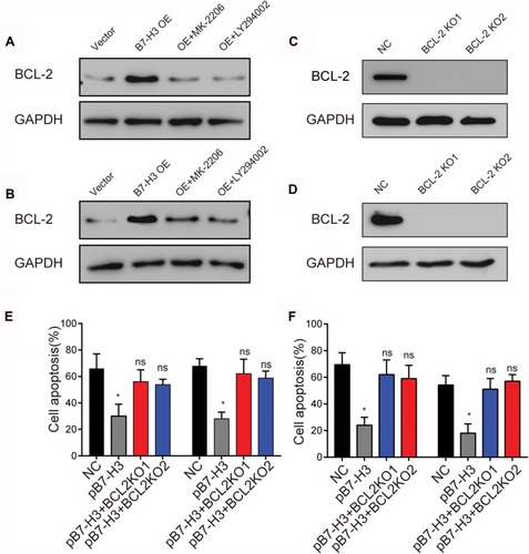 Figure 3 (A) Western blot analysis of BCL-2 expression in OVCAR-3-Vector cells, OVCAR-3-B7-H3 OE cells and OVCAR-3-B7-H3-OE cells treated with LY294002 (15 μM) or MK-2206 (0.5 μM). (B) Western blot analysis of BCL-2 expression in A2780-Vector cells, A2780-B7-H3 OE cells and A2780-B7-H3 OE cells treated with LY294002(15 μM) or MK-2206(0.5 μM). (C) Western blot analysis of BCL-2 expression in NC (OVCAR-3-pB7-H3) cells, OVCAR-3-pB7-H3-BCL-2 KO cells. (D) Western blot analysis of BCL-2 expression in NC (A2780-pB7-H3) cells, A2780-pB7-H3-BCL-2 KO cells. (E) OVCAR-3-Vector cells, OVCAR-3-pB7-H3 cells and OVCAR-3-pB7-H3-BCL-2 KO cells were treated with 50 μM CIS for 30 hrs. Then, the cells were tested for apoptosis by FCM. Mean ± SEM, n = 3. (F) A2780-Vector cells, A2780-pB7-H3 cells and A2780-pB7-H3-BCL-2 KO cells were treated with 50μM CIS for 30 hrs. Then, the cells were tested for apoptosis by FCM. Mean ± SEM, n = 3. *p < 0.05; ns, not significant.Abbreviations: NC, negative control; CIS, cisplatin.