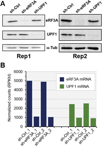 Figure 1. Monitoring of eRF3A and UPF1 knockdown in HCT 116 cells. (A) Western blot analysis of eRF3A and UPF1 in the two biological replicates (Rep1 and Rep2) of eRF3A-depleted cells (sh-eRF3A), UPF1-depleted cells (sh-UPF1) and control cells (sh-Ctrl); α-Tubulin (α-Tub) served as a loading control. (B) eRF3A and UPF1 mRNA levels in eRF3A-depleted (sh-eRF3A) and UPF1-depleted (sh-UPF1) and control (sh-Ctrl) cells for the two biological replicates of RNAseq experiments; normalized counts are expressed in RPKM (reads per kilobase million).