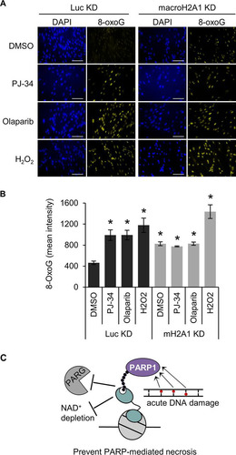 FIG 6 MacroH2A1 and PARP activities are epistatic for repair of oxidative DNA damage. (A) Representative immunofluorescence images for 8-oxoG staining of IMR90 cells expressing shRNA against macroH2A1 (mH2A1 KD) or luciferase (Luc KD) treated with DMSO, 10 μM PJ-34, or 1 μM olaparib for 3 days. Scale bars, 100 μm. (B) Average mean intensities of 8-oxoG for three independent experiments as described in the legend to panel A. The bars and error bars represent means ± SEM. *, P < 0.05 relative to Luc KD cells treated with DMSO; Student's t test. (C) Proposed model showing that macroH2A1.1-dependent stabilization of PAR chains by antagonizing PARG and inhibition of PARP1 activity prevents NAD+ depletion, prevents PARP-mediated necrosis, and increases the efficiency of PARP-mediated DNA repair.