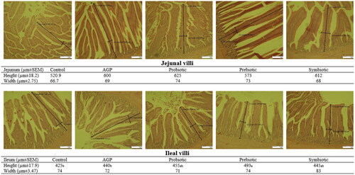 Figure 3. Intestinal histology of broilers fed experimental diets at 42 d old (p < .01).