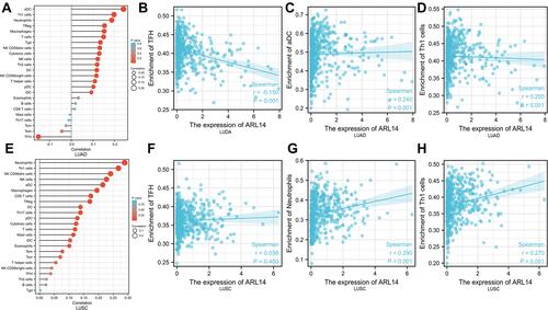 Figure 9 Correlation between immune cell infiltration and ARL14 in LUAD and LUSC. The forest plots showed the association between ARL14 expression and 24 immune cells in LUAD (A) and LUSC (E), respectively. (B) The relationship between ARL14 expression and TFH in LUAD. (C) The relationship between ARL14 expression and aDC in LUAD. (D) The relationship between ARL14 expression and Th1 in LUAD. (F) The relationship between ARL14 expression and TFH in LUSC. (G) The relationship between ARL14 expression and neutrophils in LUSC. (H) The relationship between ARL14 expression and Th1 in LUSC.