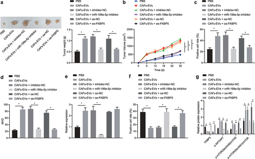 Figure 5. CAFs-EVs transfer miR-199a-5p to promote the tumorigenicity of gastric cancer cells in nude mice. (a) The tumor weight of nude mice injected with treated AGS cells. (b) Volume of the subcutaneous tumor in nude mice injected with treated AGS cells. (c) Immunohistochemical detection of Ki67 protein expression in the subcutaneous tumor tissues in nude mice injected with treated AGS cells. (d) The MVD in the subcutaneous tumor tissues in nude mice injected with treated AGS cells. (e) RT-qPCR detection of the expression of miR-199a-5p in the subcutaneous tumor tissues in nude mice injected with treated AGS cells. (f) Immunohistochemical detection of FKBP5 protein expression in the subcutaneous tumor tissues in nude mice injected with treated AGS cells. (g) The protein expression of FKBP5 and the phosphorylation level of AKT1 and mTORC1 were detected by Western blot. *p < 0.05. n = 10. The experiment was repeated three times independently.