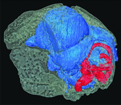 Figure 2 μCT visualization of the skull of Halcyornis toliapicus (NHMUK A130) rendered semi-transparent to reveal the virtual endocranial cast (blue) and inner ear (red). The skull is shown in ‘alert’ posture, based on the position of the horizontal semicircular canal (sensu CitationWitmer et al., 2003; CitationMilner & Walsh 2009).