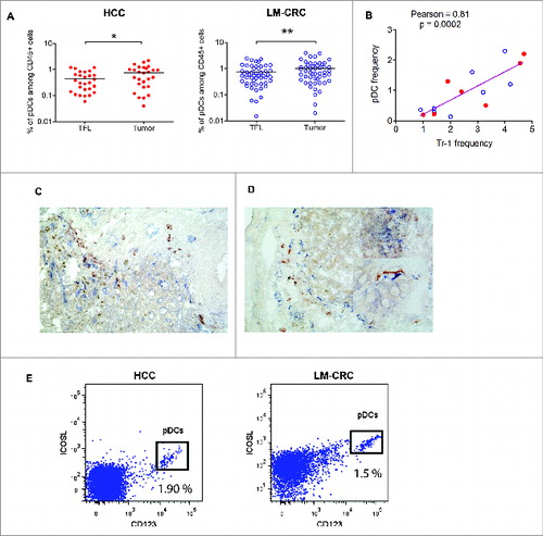 Figure 3. Plasmacytoid DCs are enriched at the tumor site and correlate with the frequencies of Tr1 cells. (A) Percentages of pDCs (CD123+HLA-DR+LIN-) among CD45+ leukocytes from paired samples of TFL and tumor tissue from 78 patients tested (HCC = 27 and LM-CRC = 51). Tumor leukocytes contain significantly higher numbers of pDCs than TFL (on the average 0.74 ± 0.6 % pDCs in HCC tumors and 1.01 ± 0.9 % in LM-CRC tumors, compared to 0.45 % and 0.75 ± 0.6 % in TFL, respectively). (B) Pearson correlation analysis between the frequencies of tumor-infiltrating pDCs and CD4+FoxP3−CD49b+LAG-3+ Tr1 cells in liver tumors (n = 15). Red dots are HCC and blue open dots represent LM-CRC. (C and D) Immunohistochemistry analysis shows co-localization of CD303+ pDCs (red brown) and LAG-3+ cells (blue) in LM-CRC (C) and HCC (D) tumors. Magnification 200x. An insert at higher magnification showing the close localization of CD303+ and Lag-3+ cells in HCC is displayed in D. (E) Expression of ICOSL and CD123 analyzed by flow cytometry in total cell suspensions from liver tumors.