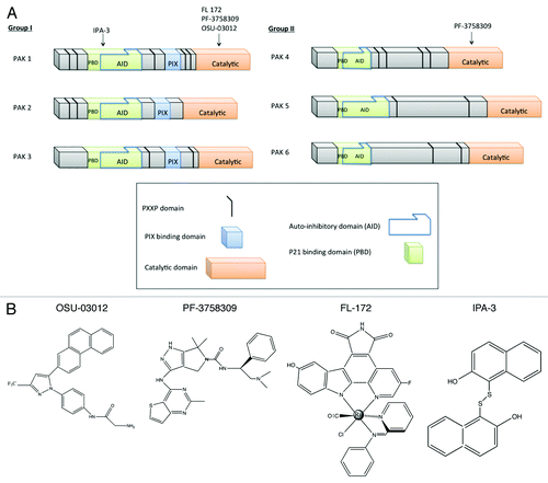 Figure 1. The PAKs and their small-molecule inhibitors. (A) Representation of the domain organization of group I and II PAKs. (B) Molecular structures of small molecule PAK inhibitors.