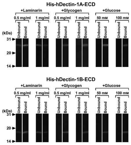 Fig. 3. β-Glucan Binding Specificity of His-hDectin-1 Fusion Proteins.Note: To determine the binding specificity of human dectin-1, the ability of various carbohydrates to block the β-glucan binding of His-hDectin-1A-ECD or His-hDectin-1B-ECD was examined. Binding assay was done as described in the legend to Fig. 2, except for the addition of competing carbohydrates. Competing polysaccharides (laminarin and glycogen) were present at a concentration of 0.5 or 1 mg/mL in the reaction mixtures, as indicated, to inhibit the binding of His-hDectin-1A-ECD or His-hDectin-1B-ECD to lichenan. Glucose was present at a concentration of 50 or 100 mM in the reactions, as indicated, to inhibit lichenan binding of these recombinant proteins.