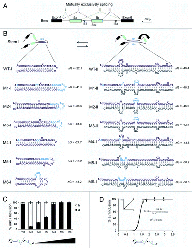 Figure 3. Regulation of mutually exclusive splicing by competitive RNA pairing between intra- and inter-introns. (A) Genomic organization of the 14–3-3ζ gene of silkworm. The symbols used are the same as in Figure 1. (B) Schematic diagrams of mutant constructs for splicing. The predicted mutually exclusive RNA pairings are shown. Mutations introduced into dsRNA are indicated (M1-M6). Also shown are the predicted RNA pairings for wild-type RNA and a series of mutants (point mutations are shown in boldface). The arrow depicts the suppression of exon 5b. (C) Modulation of exon 5a selection by mutation analysis. (D) Correlation analysis of the RNA pairing competition between intra- and inter-introns using exon 5a selection.