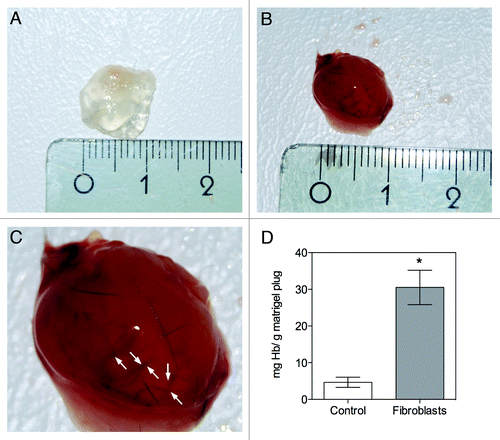 Figure 1. In vivo evaluation of angiogenesis using the matrigel plug assay. A mixture of matrigel and heparin, with or without fibroblasts (control), was implanted subcutaneously into C57BL/6J mice, and removed after one week. (A) Representative macroscopic visualization of matrigel plugs implanted without fibroblasts, which appear avascular; (B) macroscopic visualization of matrigel plugs implanted with fibroblasts; (C) magnification of image B, the arrows suggests the presence of blood vessels; (D) Quantification of hemoglobin (Hb) in the retrieved plugs, showing a significant increase in Hb levels upon fibroblast implantation. The presence of fibroblasts increased vessel formation in the plug, significantly differing from the control. Results are means ± SEM of independent experiments (n = 6). *p < 0.05 vs. control.