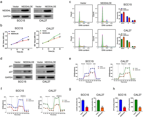 Figure 2. Overexpressing NEDD4L in OSCC cells inhibited cell proliferation and triggered cell cycle arrest, suppressed glycolysis. (a) Western blot results showing NEDD4L expression levels in OSCC cell lines (SCC15 and CAL27) transduced with either control vector or NEDD4LOE. (b) Cell proliferation assay results of OSCC cells with or without NEDD4LOE transduction. (c) Cell cycle analysis results showing flow cytometry assessment of DNA content levels (left; green, yellow and cyan respectively represent cells in G0/G1, S and G2/M phases) and the calculated fraction of cell subpopulations in different phases (right). (d) Western blot results showing p21 and p27 expression levels in OSCC cells with or without NEDD4LOE transduction. (e-f) Mean ± S.E.M. of extracellular acidification rate (ECAR) (e) and oxygen consumption rate (OCR) (f) in OSCC cells with or without NEDD4LOE transduction. (g-h) Mean ± S.E.M. of lactate (g) and ATP (h) production of OSCC cells with or without NEDD4LOE transduction. **p < .01; ***p < .001, assessed by two-tailed Student’s t-test.